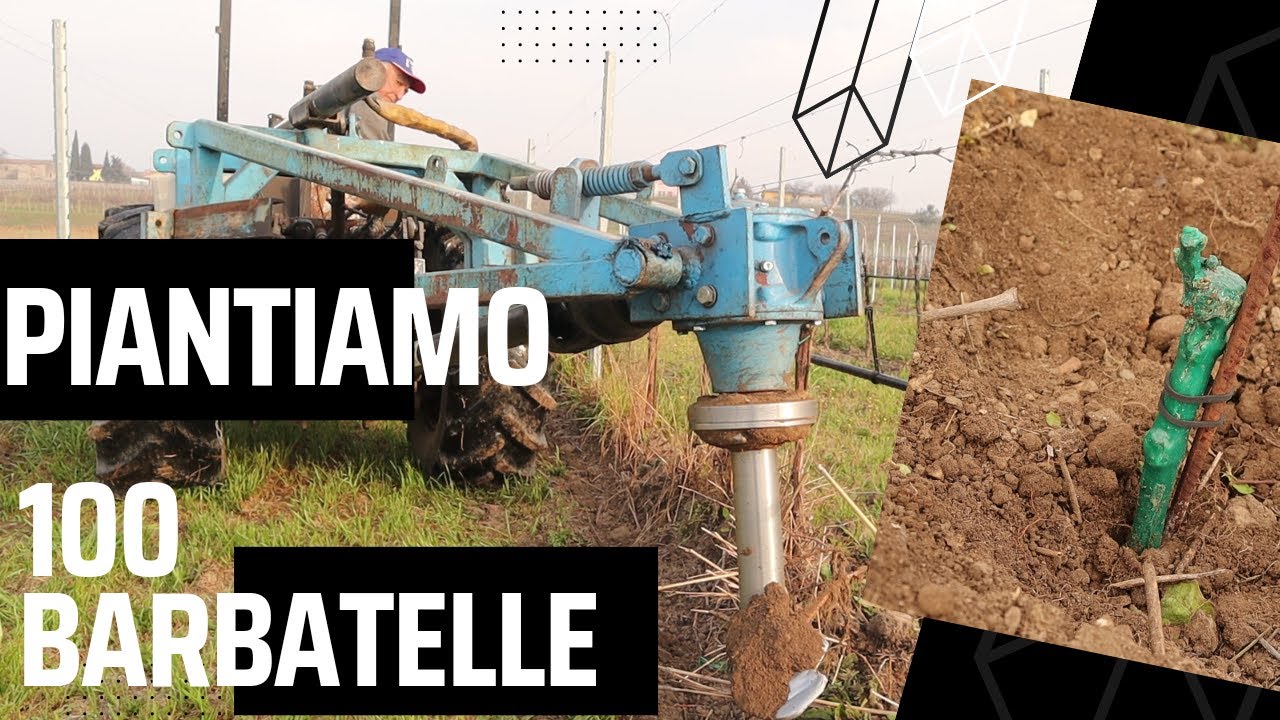 VITI MORTE? andiamo a rimpiazzarle con nuove BARBATELLE🍇