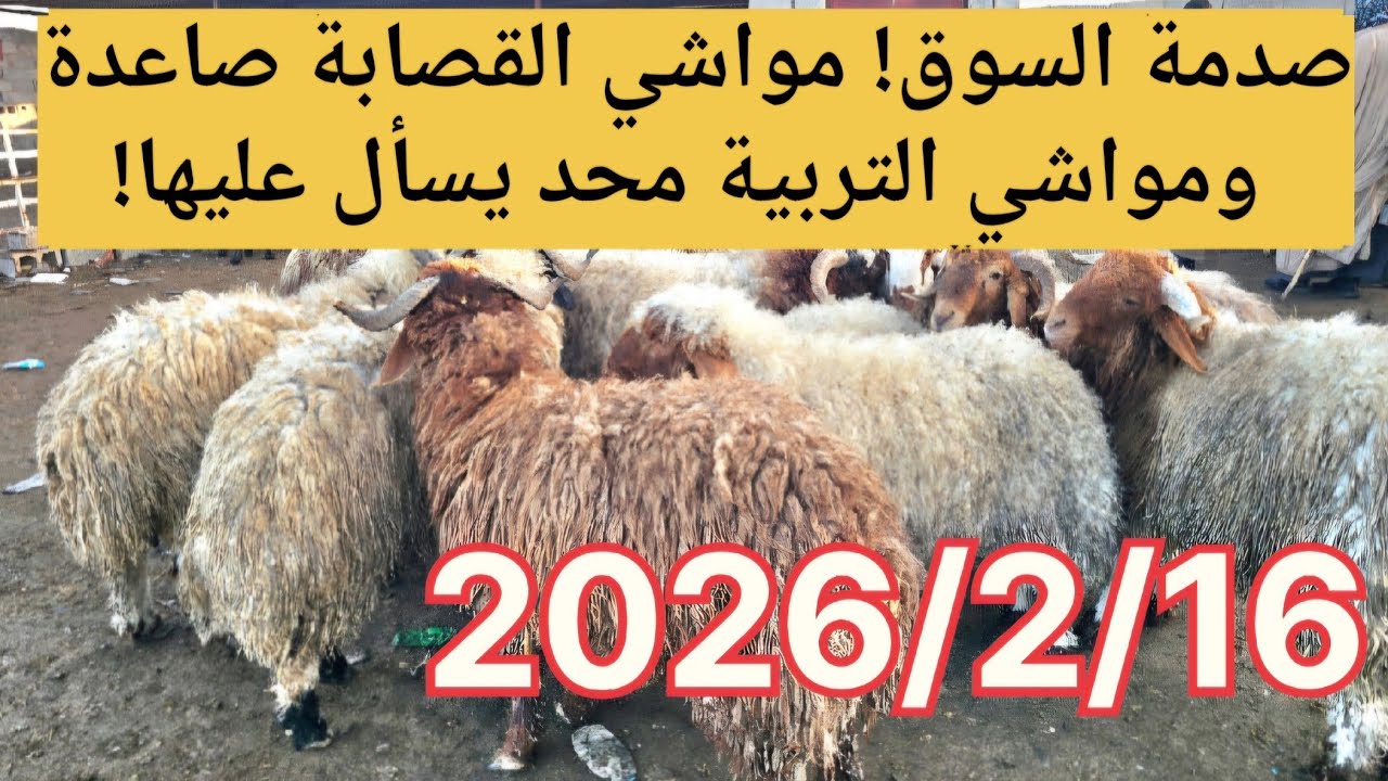 صدمة السوق! مواشي القصابة صاعدة ومواشي التربية محد يسأل عليها!