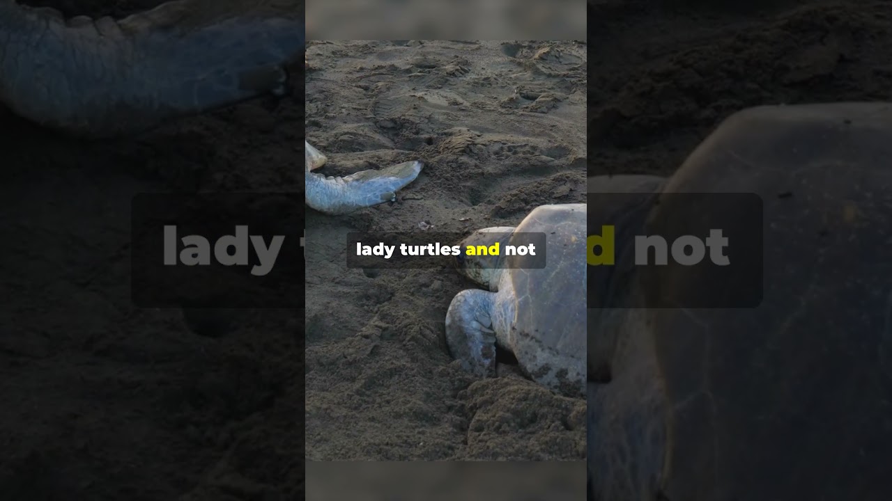 Why Are Turtles Gender Determined By Temperatures! #facts