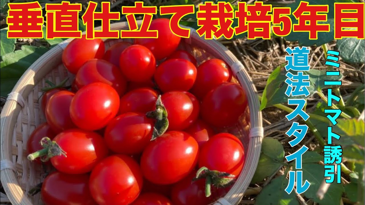 87 【道法スタイル】ミニトマト垂直仕立て栽培誘引一回目 2025.6.14