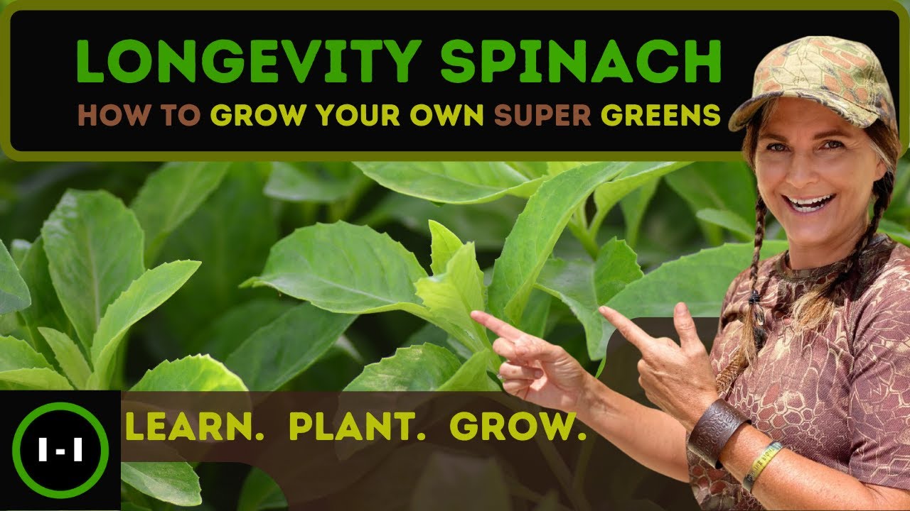 Longevity Spinach | Grow Super Food !nstead of Grass |