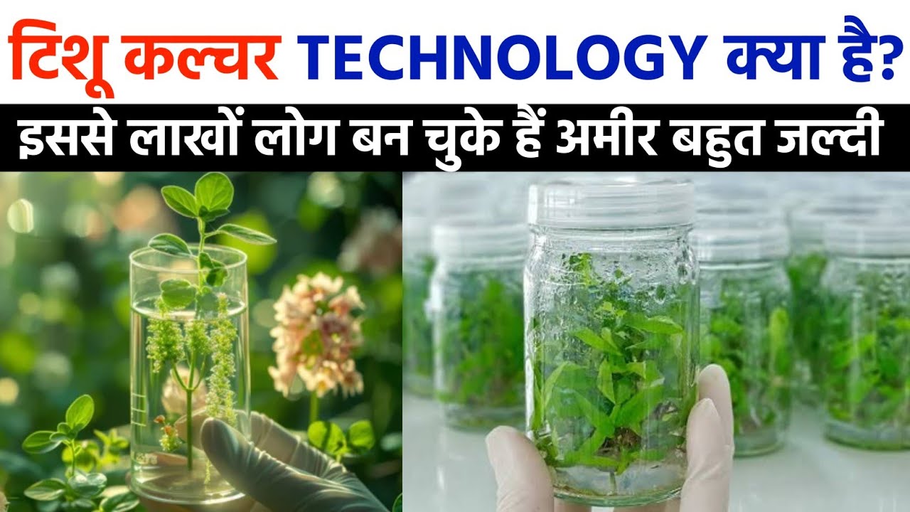 टिशू कल्चर क्या है? | टिशू कल्चर का क्या महत्व है | What is Tissue culture? | Tissue culture plants