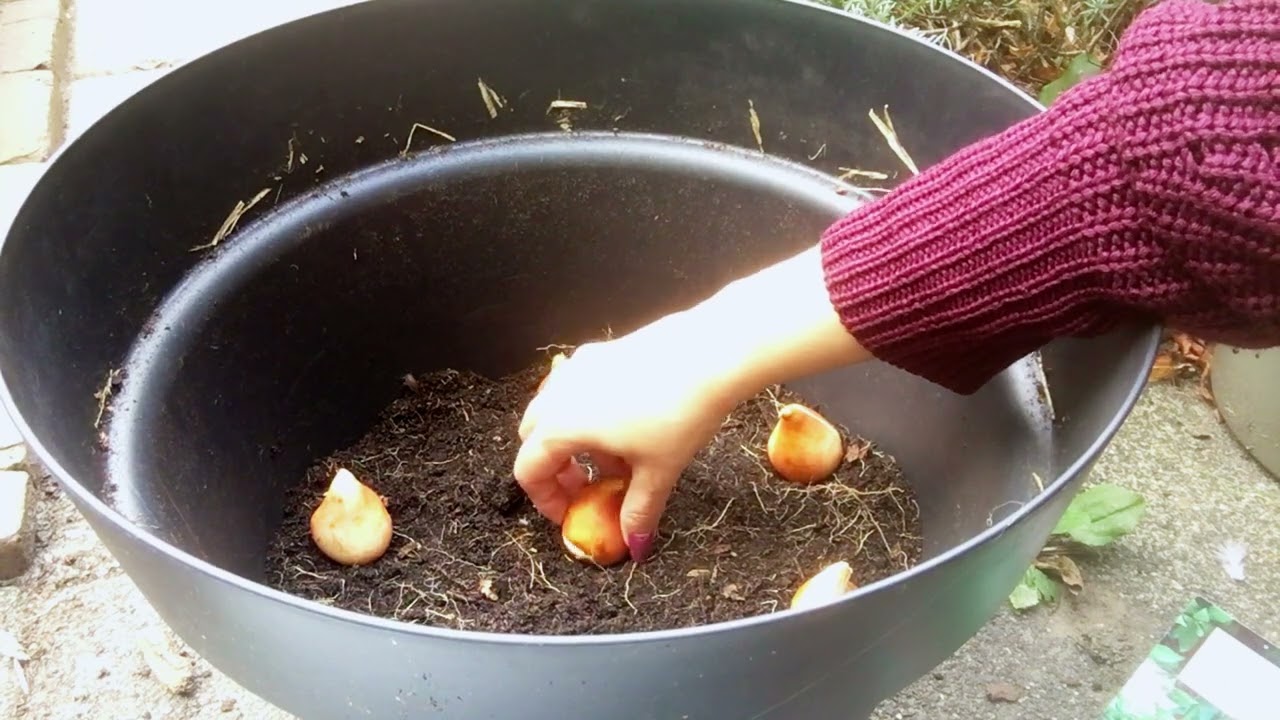 Bloembollen lasagne planten: Stap-voor-Stap
