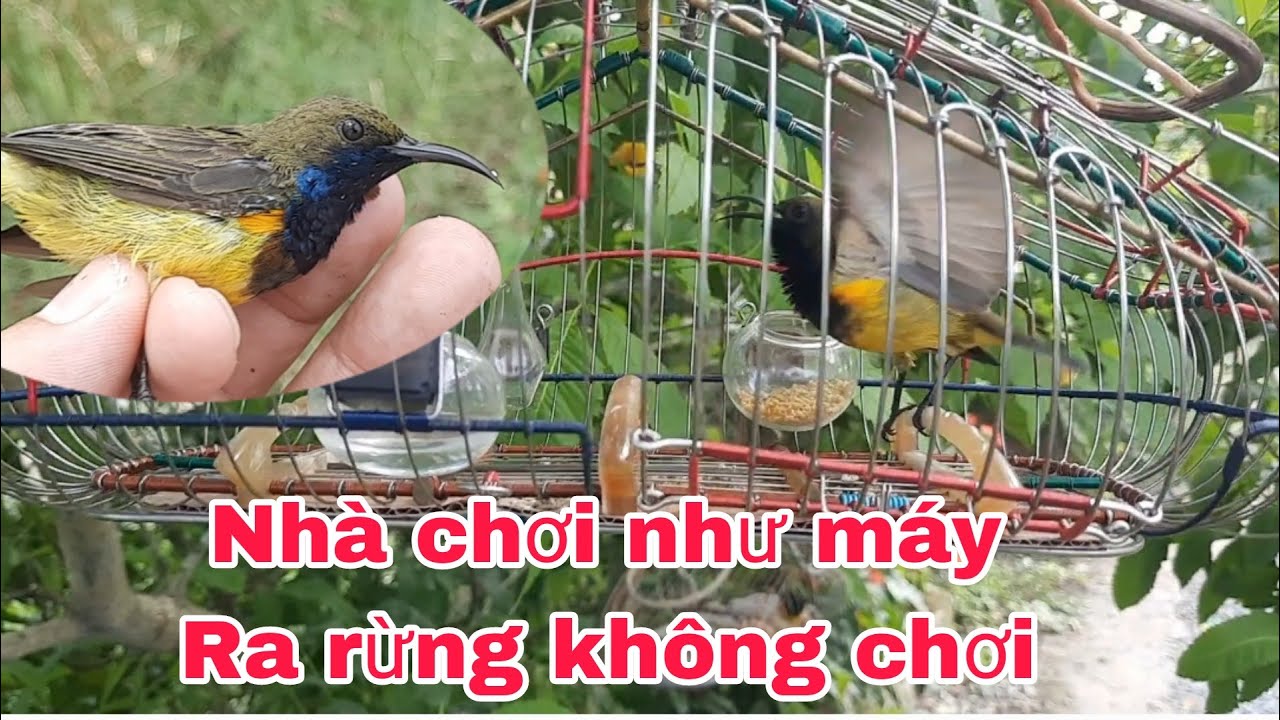 Chia sẽ cách tập mồi chim hút mật khắc phục tình trạng ở nhà chơi Ra rừng không chơi _ CẦN MIỀN TÂY