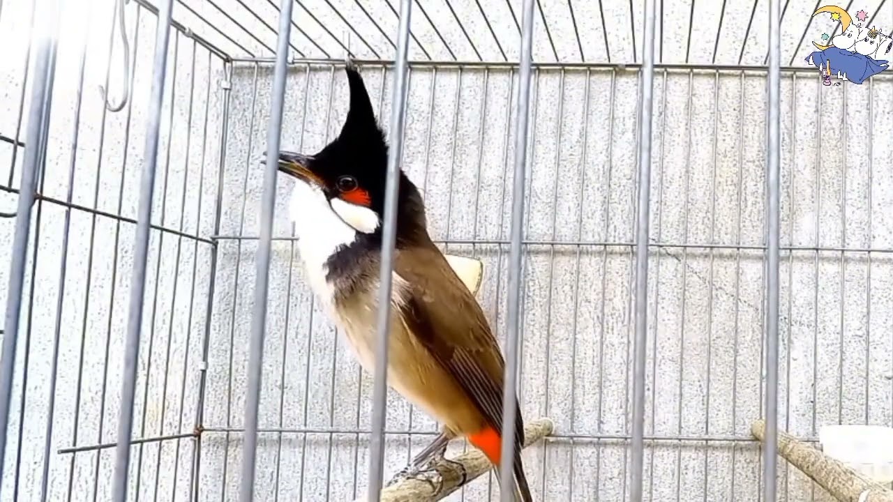 Chào mào Hót Ché ,giọng kích kích bổi sổ giọng Luyện Giọng cho bổi Nghe Là Hót Giọng Rừng0