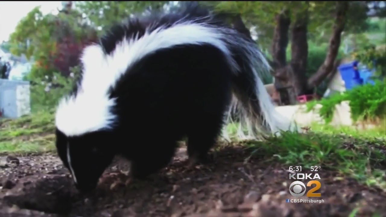Get Marty: Skunk Forces Family To Abandon Their Home