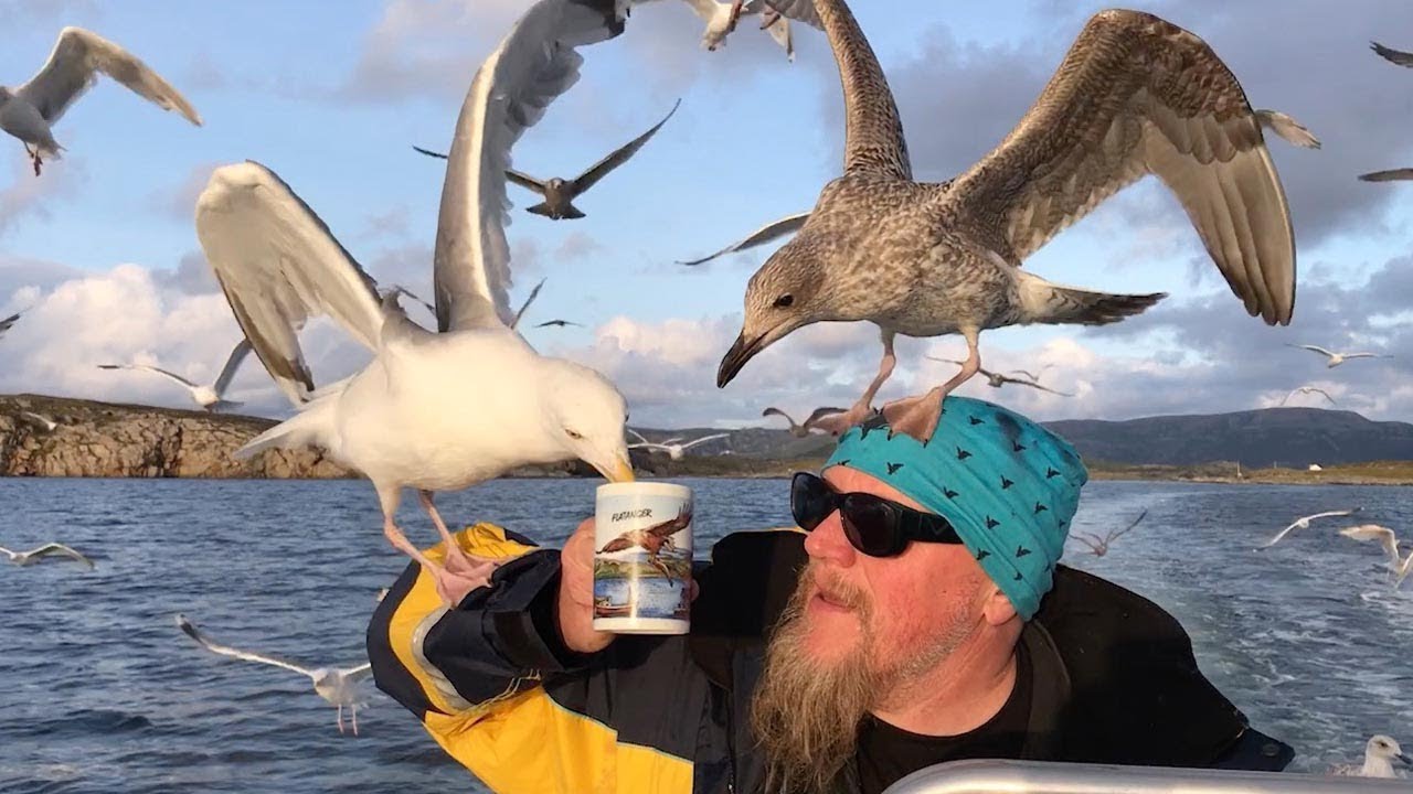 Seagulls Swarm To Drink From Captain's Cup Of Tea