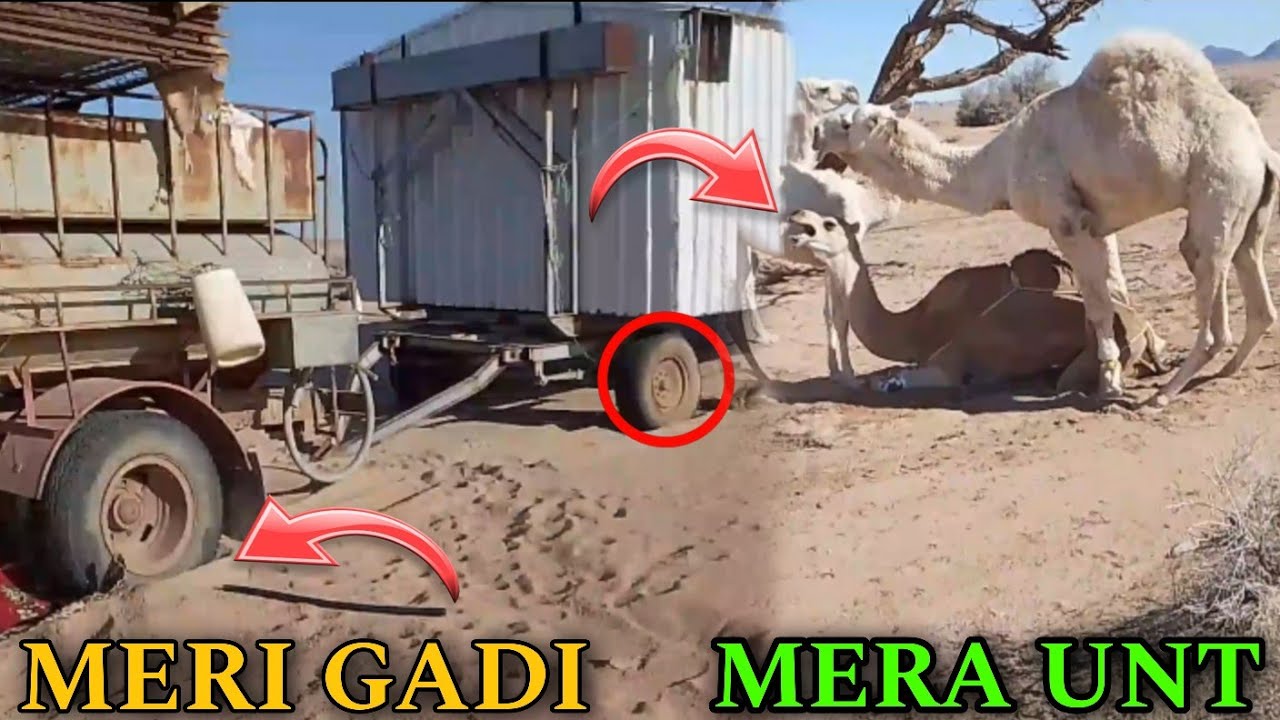 MERI GADI FAS GAI 🥺 SAUDI ARABIA MERE UNT NE UNTNI KO LAGAYA 😱SAUDI ARABIAVLOGS PARDESI BHAI VLOGS