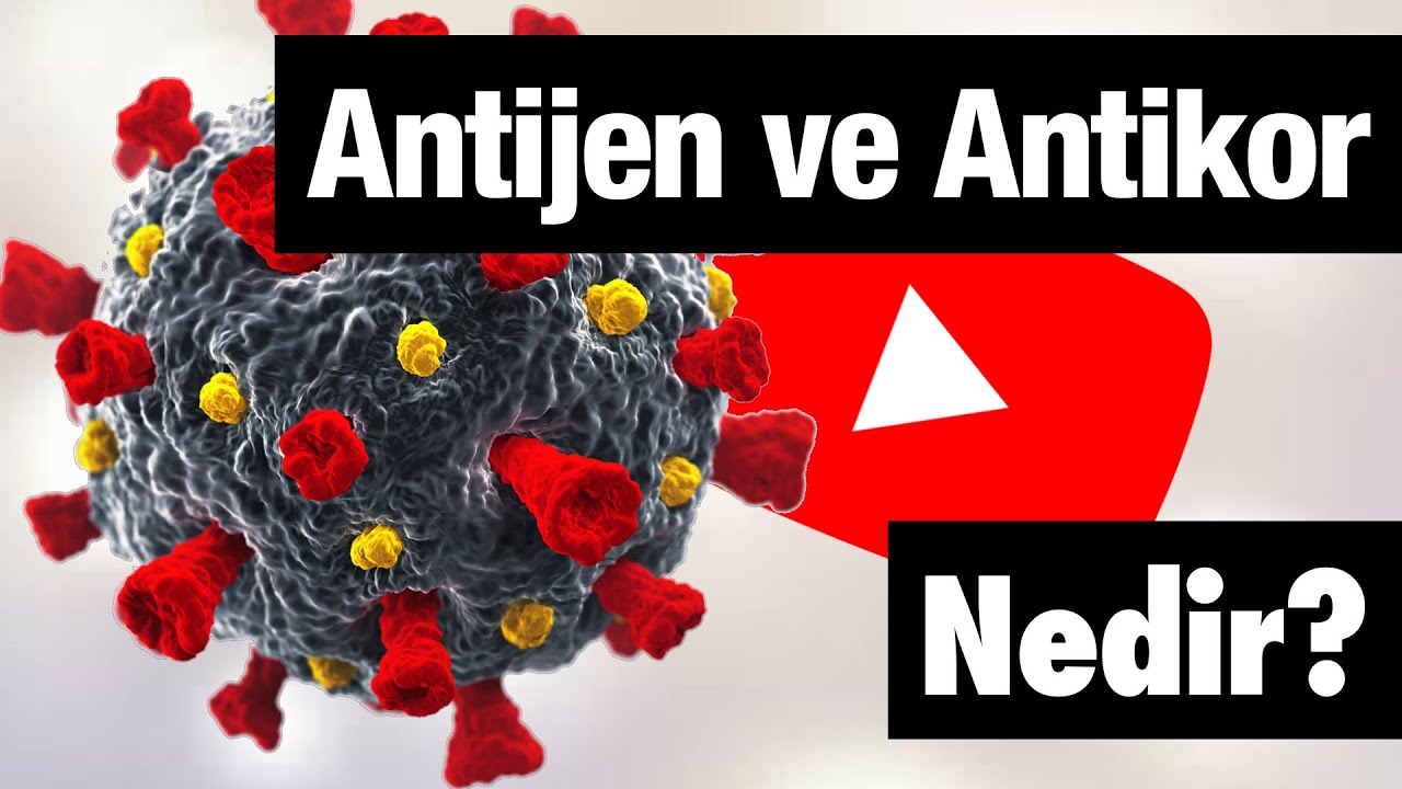 Antijen ve Antikor nedir?