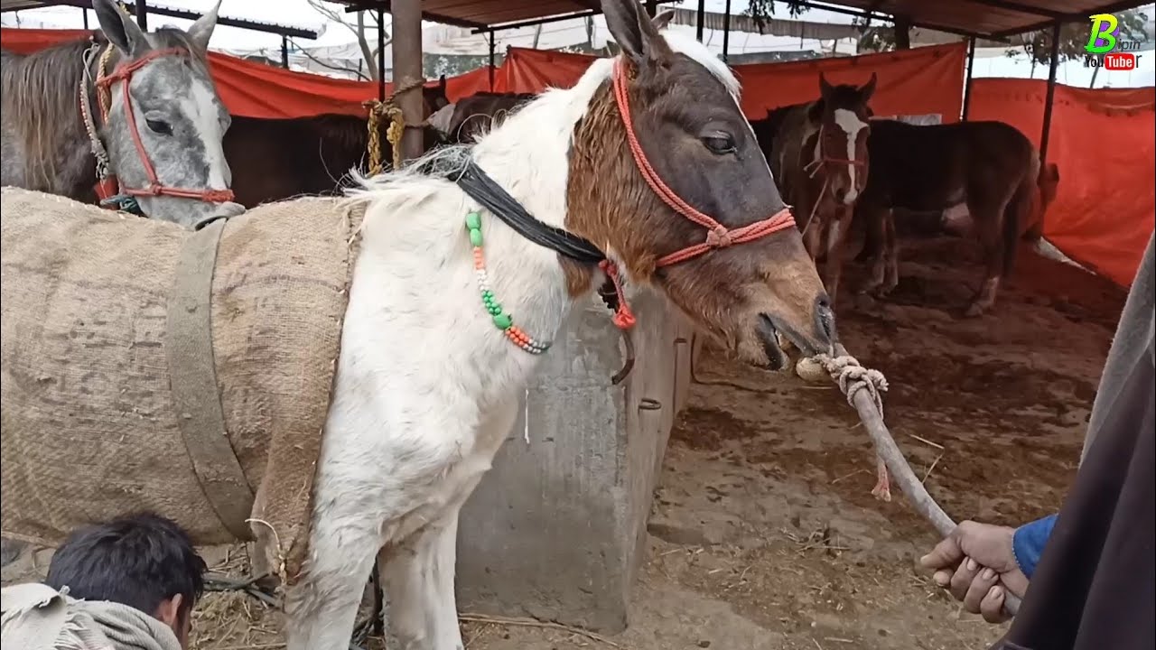 14 जनवरी को बिहार के चौसा पशु मंडी मे खच्चर घोड़े गधे की मंडी लगेगी | Horse Mandi in Bihar