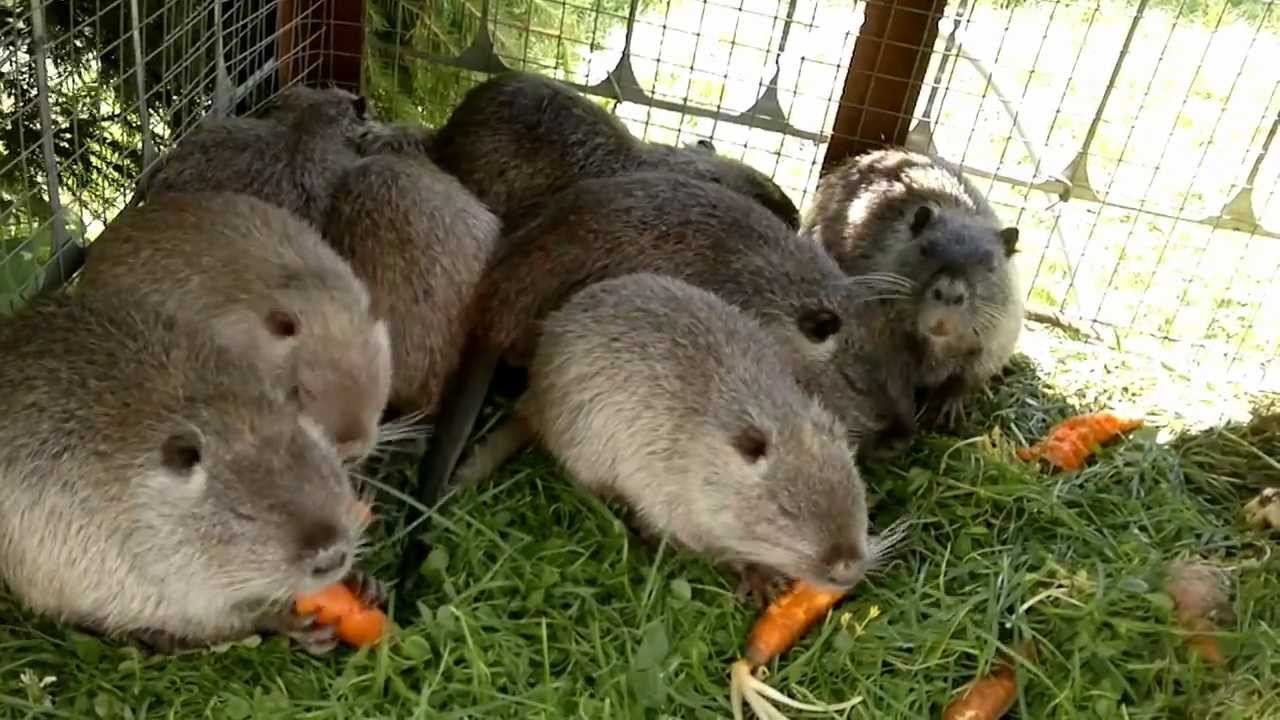 Разведение нутрий Подмосковье-3 La cría de nutria Hodowla nutrii Breeding Nutria 食用營養