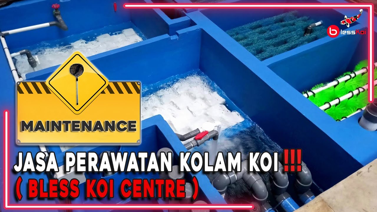 JASA PERAWATAN KOLAM KOI ❗️❗️❗ ( BLESS KOI CENTRE )