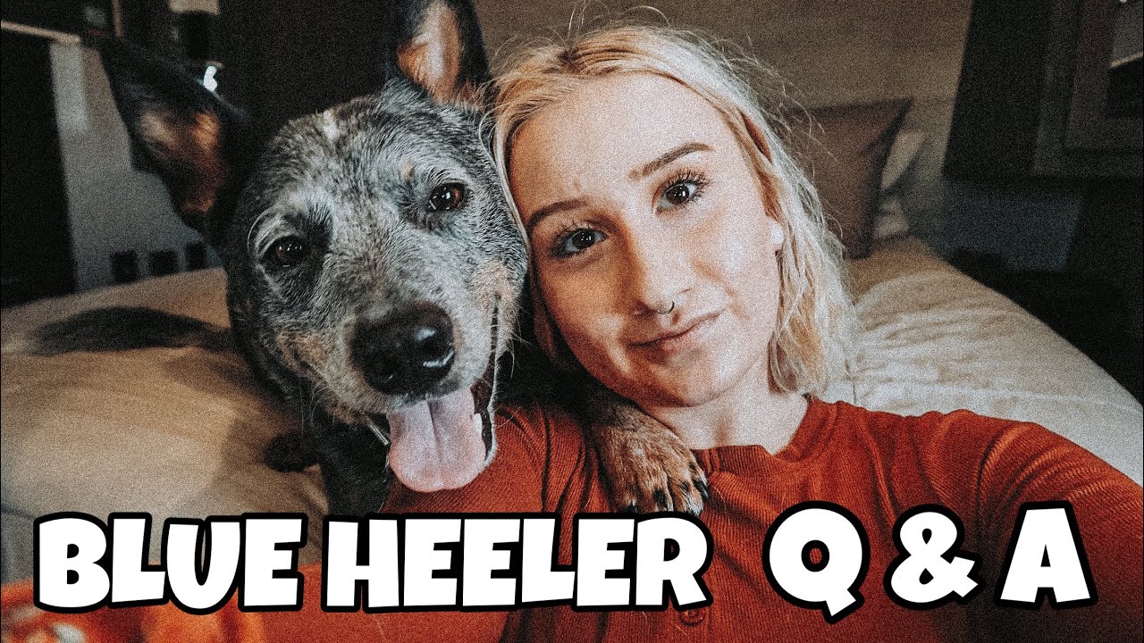 Answering Questions about my Australian Cattle Dog