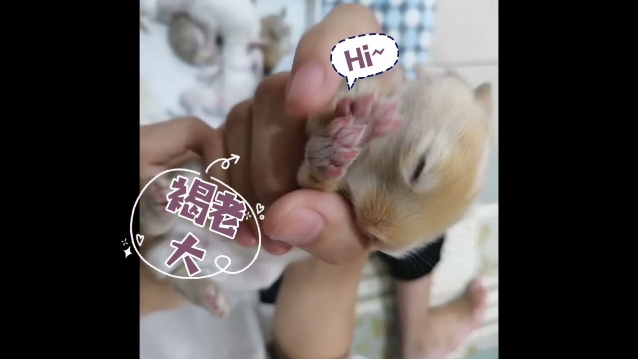 （兔宝成长记4）六只小瓜来打招呼啦！各有特色，各有性格～🤣 ＃兔兔 ＃可爱＃兔宝宝 ＃又长大些 ＃打招呼 ＃BabyBunnies #cute #lovely #SayHi