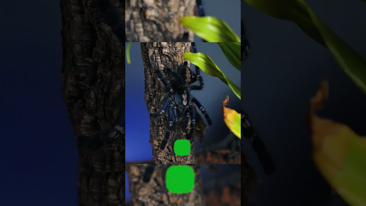 Tarantulas & Temperature - are your spiders COOKED!? 
