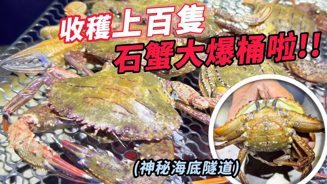 趕海系列｜最誇張的撿螃蟹/釣螃蟹奇觀，比花蟹/紅蟳更好吃的石蟹（與粉專臉書直播同步）