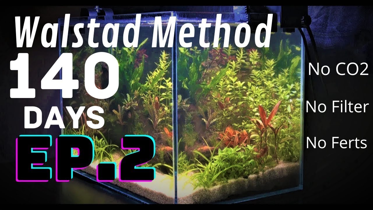Ep.2 LIFE - Betta Tank -Low Tech Aquarium - No Filter, No Ferts, No CO2 (Walstad Method)