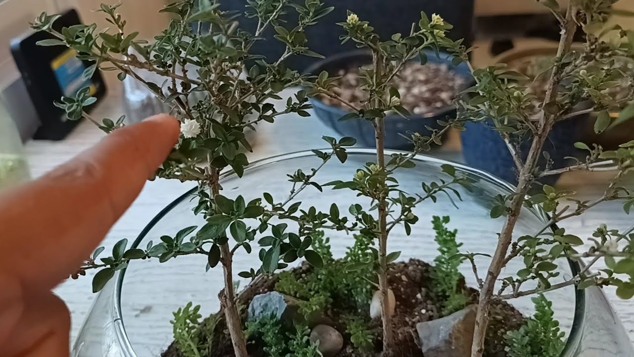 Personalized Terrarium Gift - A Mini World for Their Anniversary 