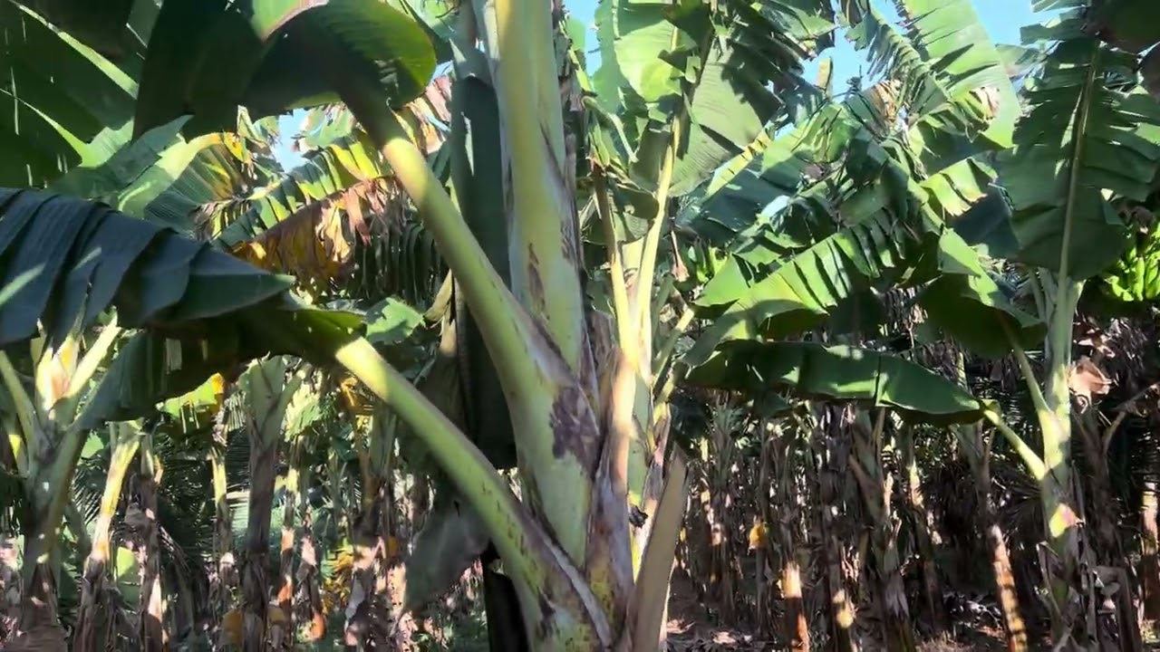 Banana farming gundilpett 
