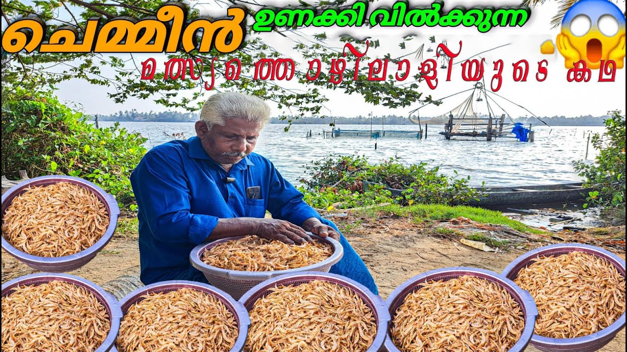 ഹൈ ക്വാളിറ്റിയിൽ ചെമ്മീൻ ഉണക്കാം,പരമ്പരാഗതമായ രീതിയിൽ ചെമ്മീൻ ഉണക്കുന്ന ശിവാനന്ദൻ ചേട്ടൻറെ വിശേഷങ്ങൾ