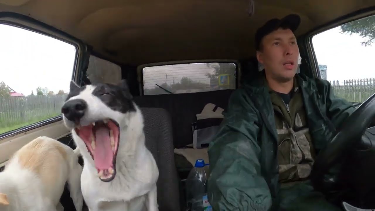 Купил новую машину! Собираю кедровую шишку в тайге! Ураган  повалил деревья!