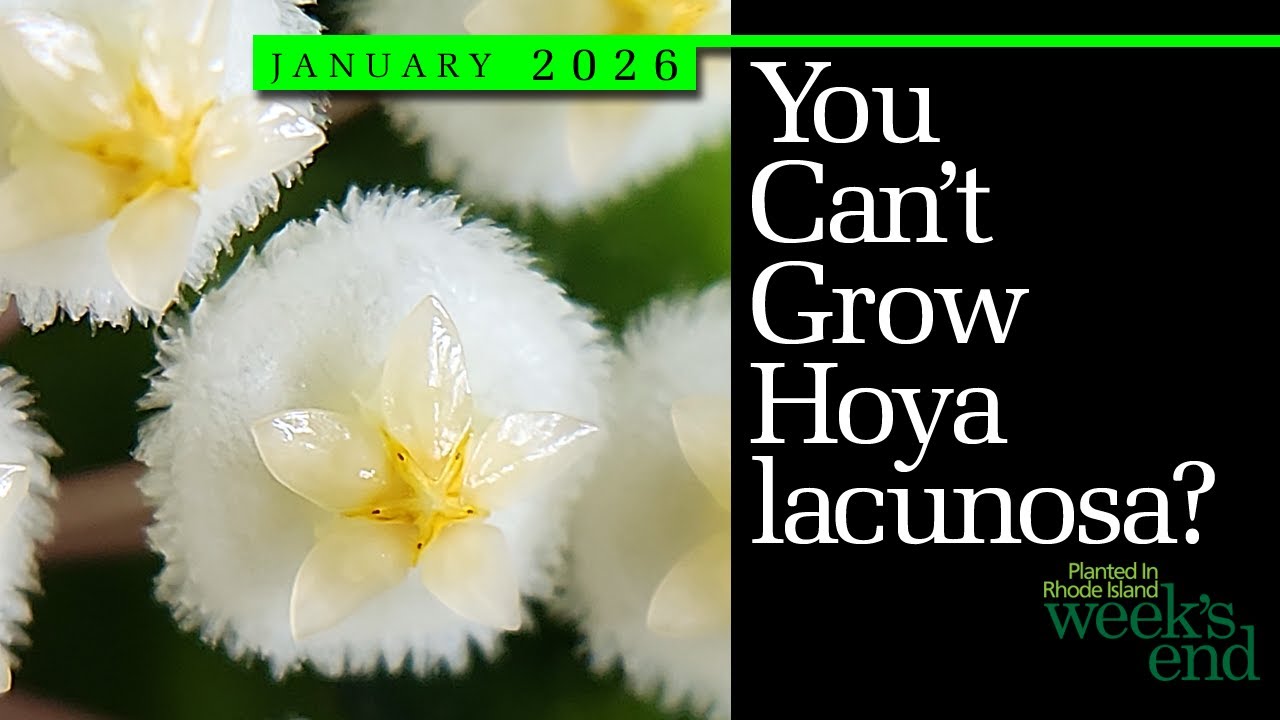 YOU CAN'T GROW HOYA LACUNOSA ? | Tips & Suggestions For Growing And Blooming This Great Hoya Species