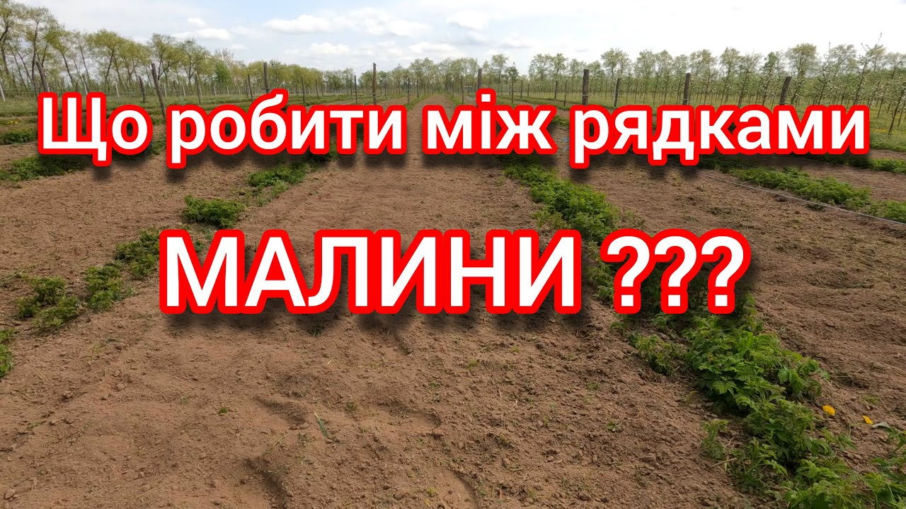 Міжряддя МАЛИНИ, що краще з ним робити? Мульчувати, засіювати чи фрезерувати?