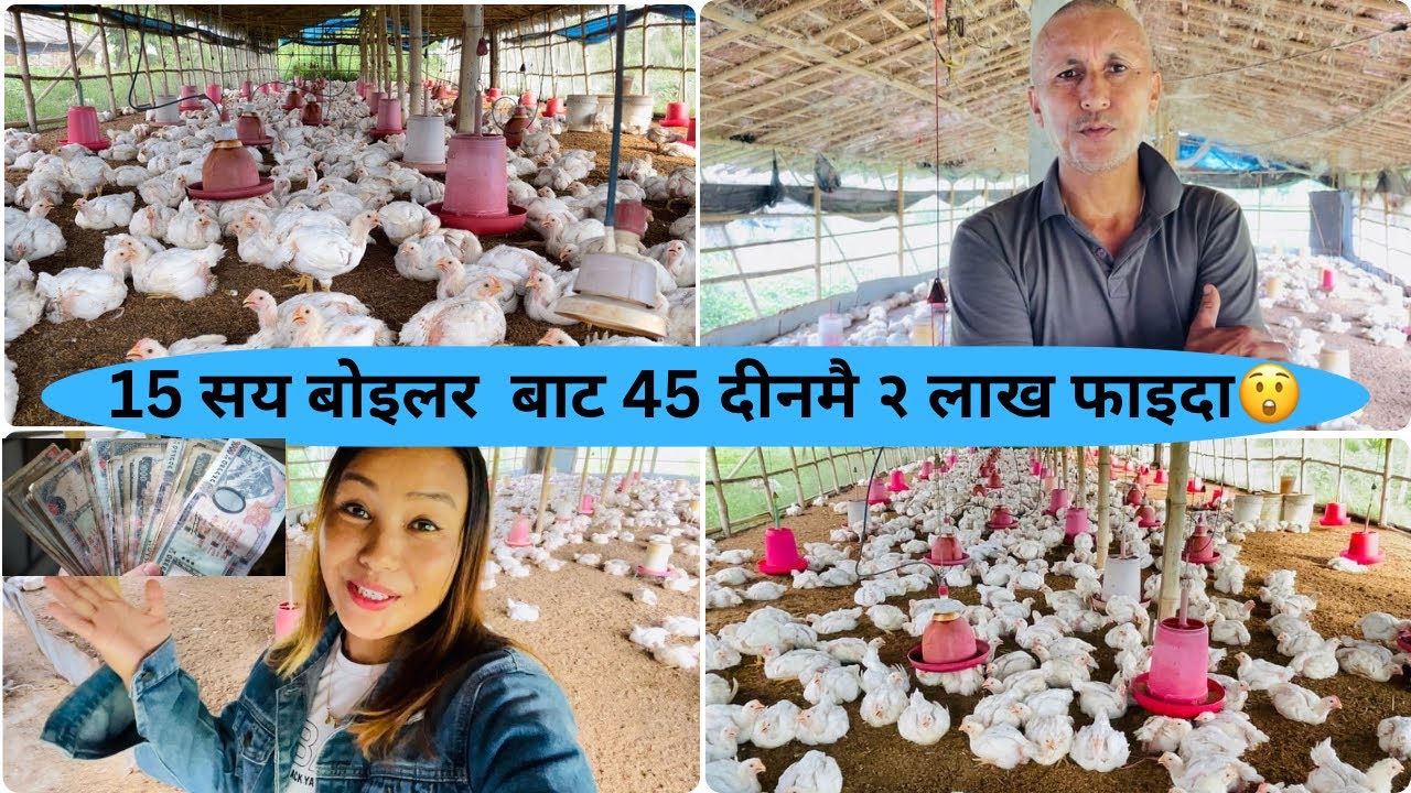 15 सय बोइलर कुखुरा बाट 45 दीनमै २ लाख फाइदा😲🤑boilar kukhura palan garne tarika✅Sabichamling