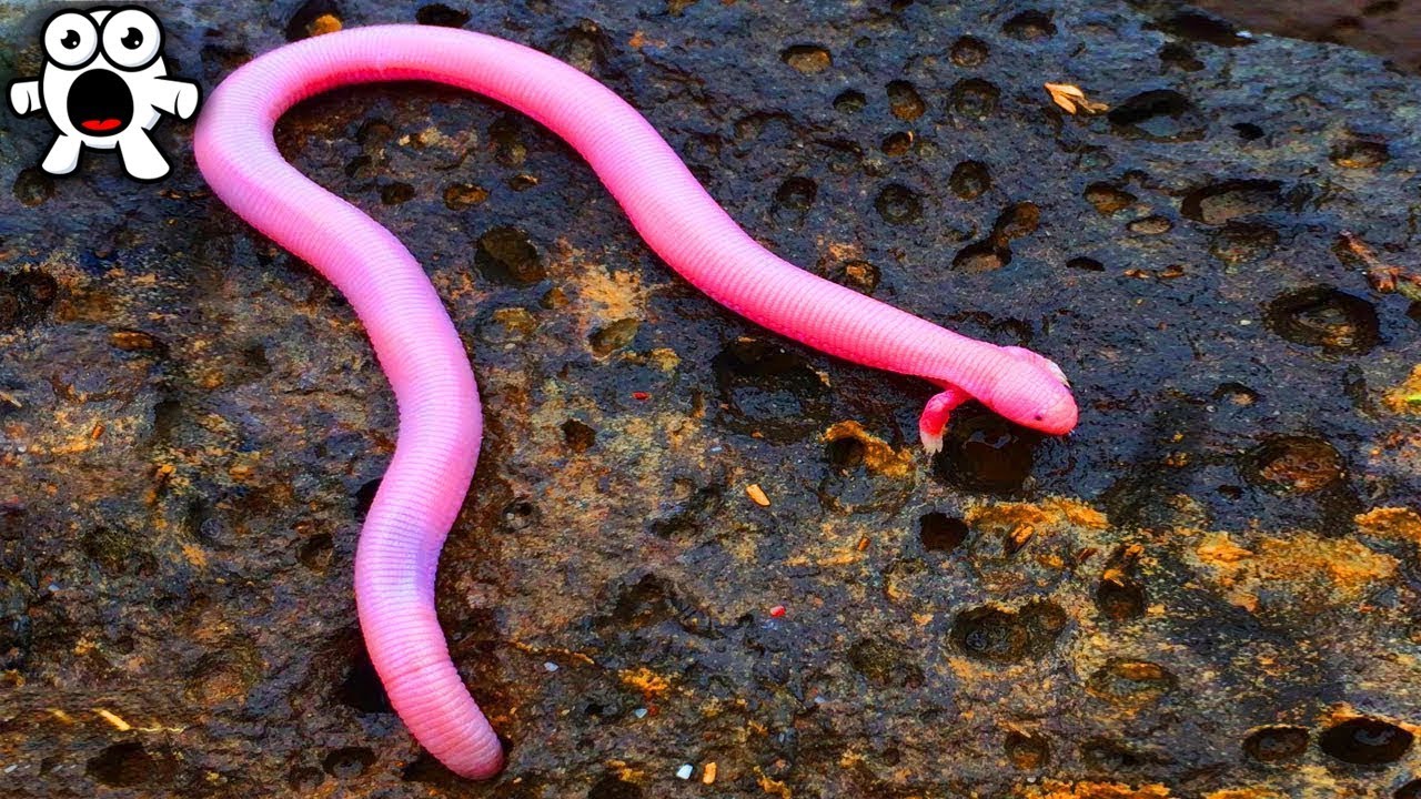 Animales Unicos Que No Sabias Que Existian