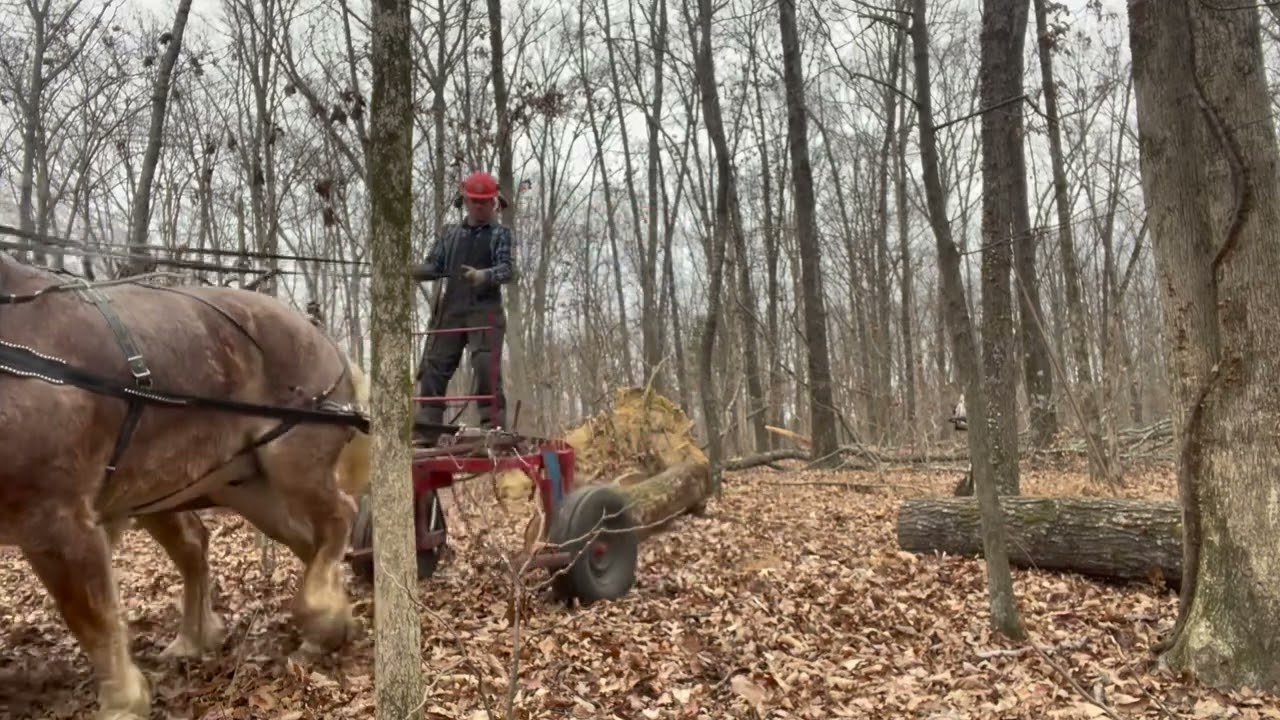 Let's see how the logging horses are working today