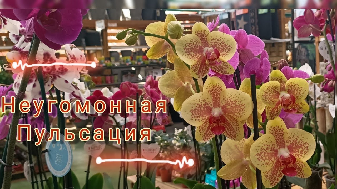 Заглянем в Jardiland 🤓Моя Пульсация выкинула номер!🤩//Котик не в мешке!😁