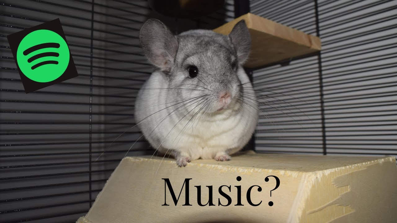 Can Chinchillas Listen To Music?