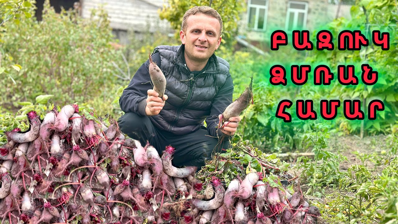 🫜ԲԱԶՈՒԿԻ ՏԱՐՕՐԻՆԱԿ ԲԵՐՔԸ - Վարունգի վերջին ԲԵՐՔԸ 🥒