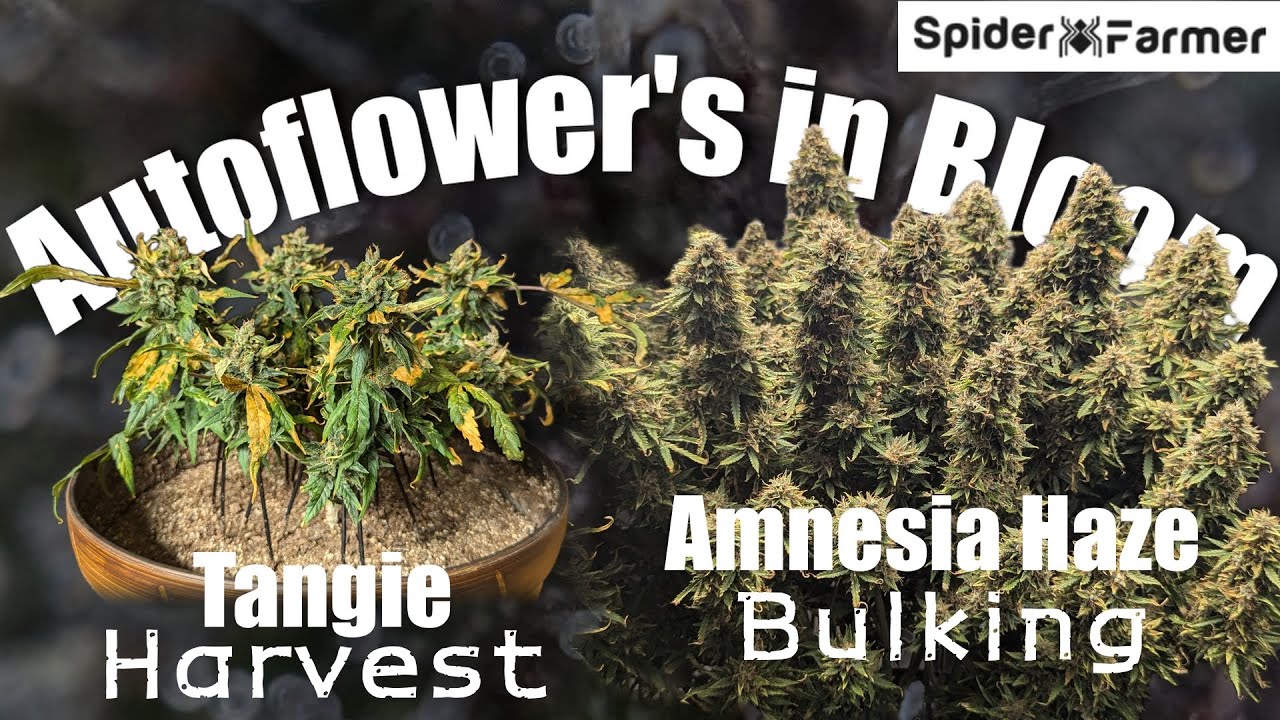 Как я выращиваю E18 &mdash; Проблемы с цветением &mdash; Tangie и Amnesia Haze &mdash; Набор Spiderfarmer SF4000