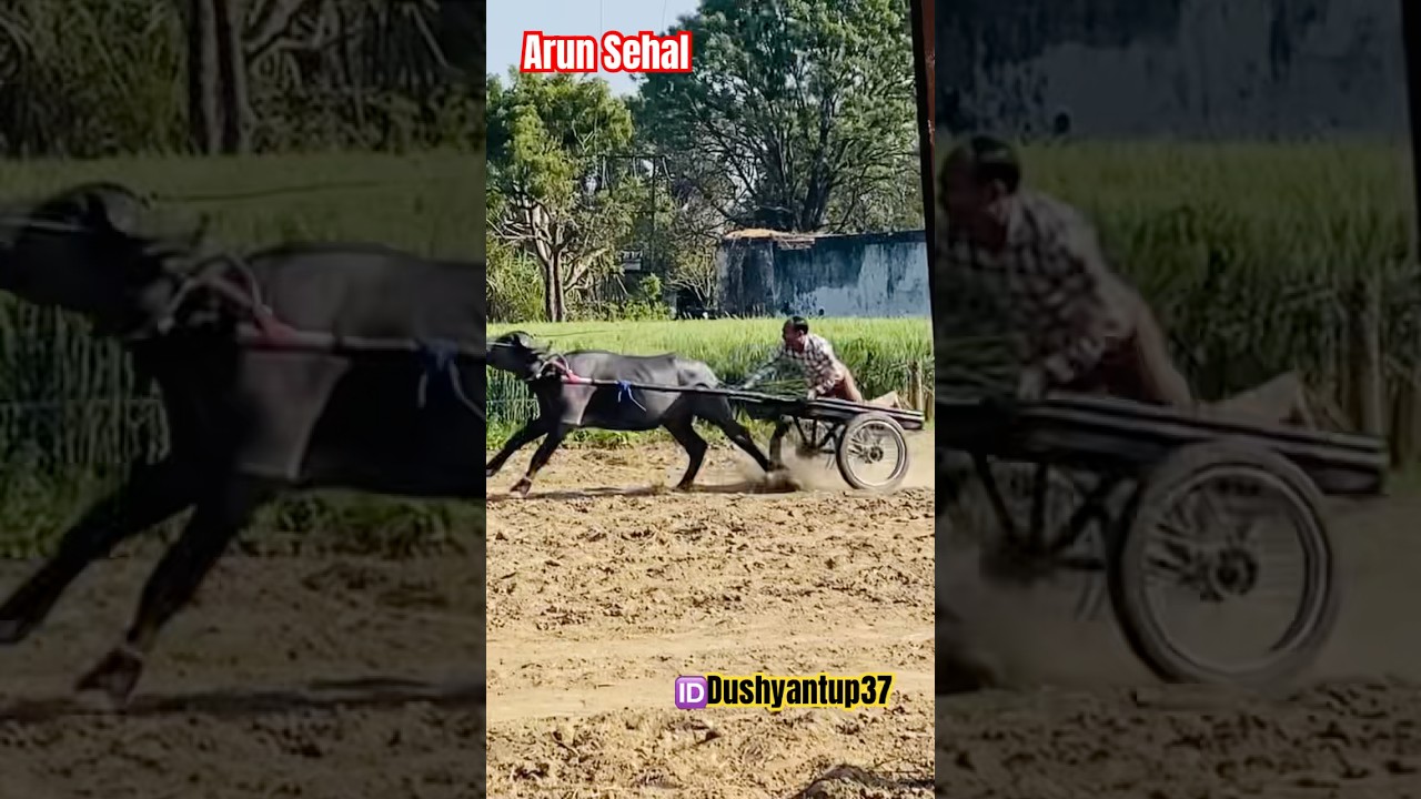 Arun sehal #jhota #jhotaracenew #viralvideo #farming #trending #dushyantup37 #animallife