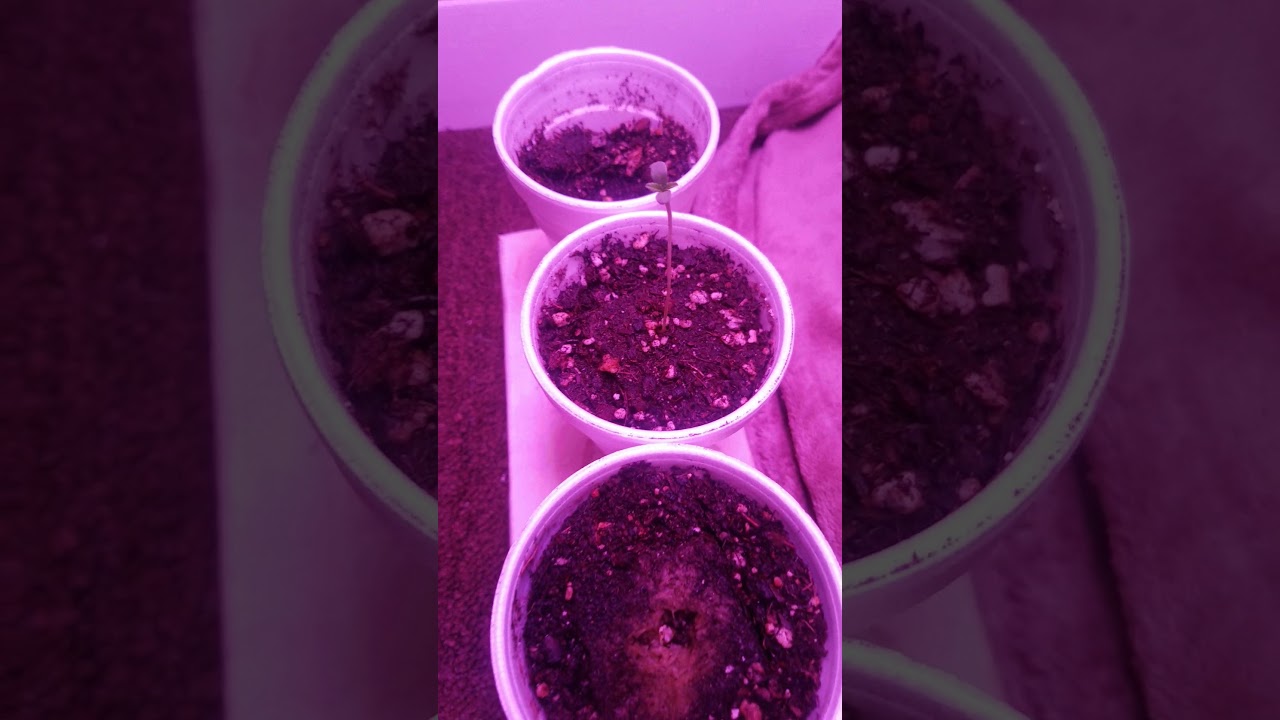 NEW STRAIN!!!! Kings Ransom X Chernobyl!!! Week 1 of Grow