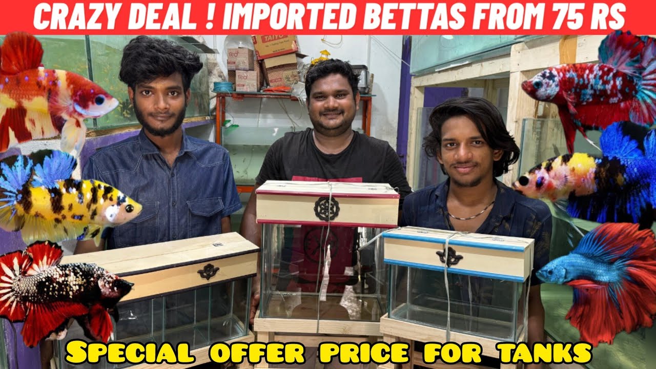 Kolathur betta paradise | explore new betta shop in kolathur 