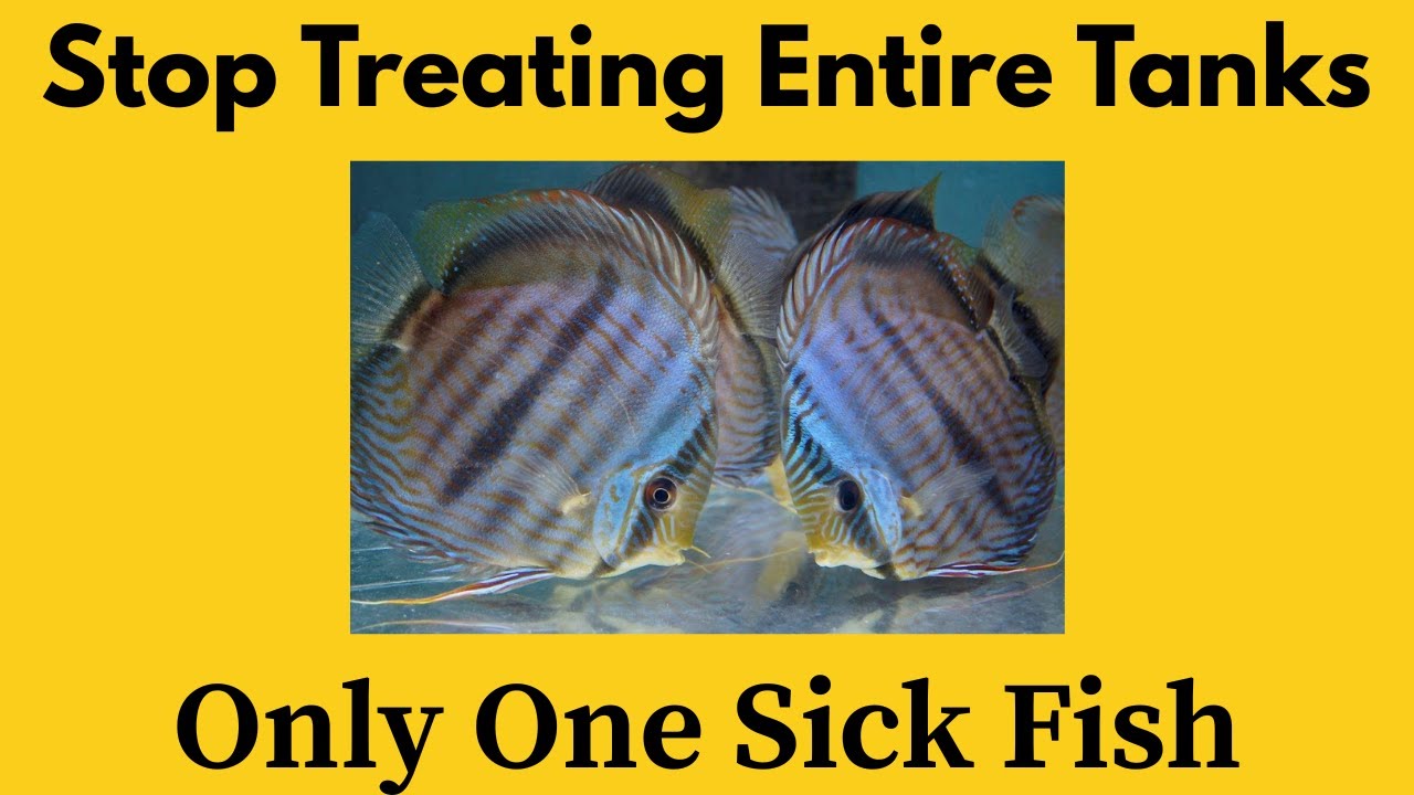 Why ONE Discus Has HITH in a Room of 300 (Real Cause Explained)