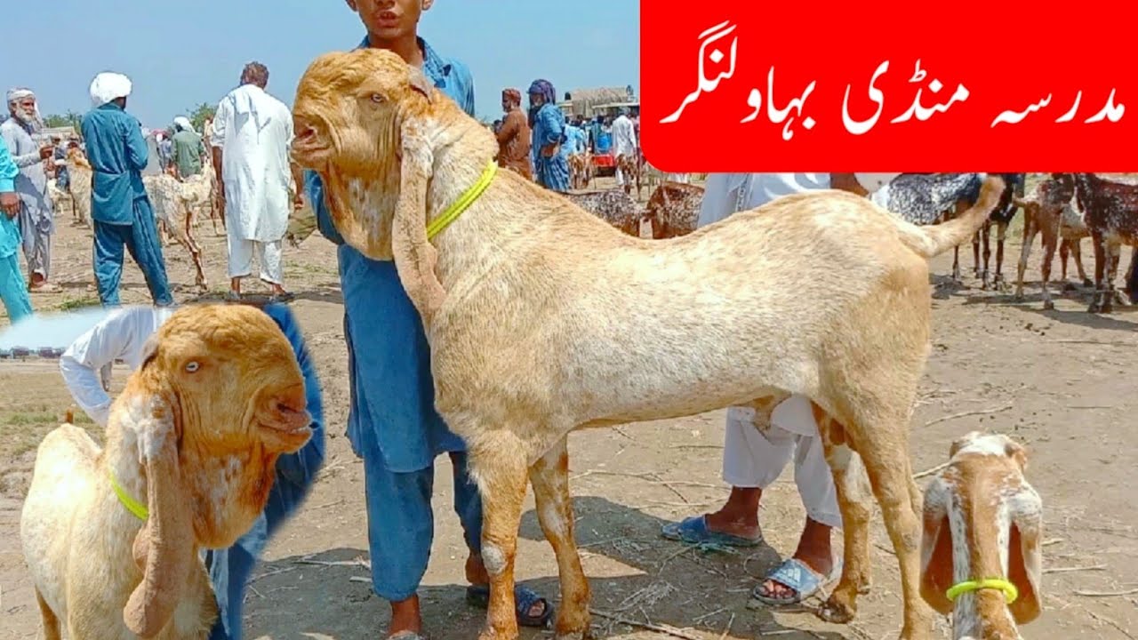 Madrasa bakra mandi\Tope quality k makhi cheene breeder bakro k fresh rate