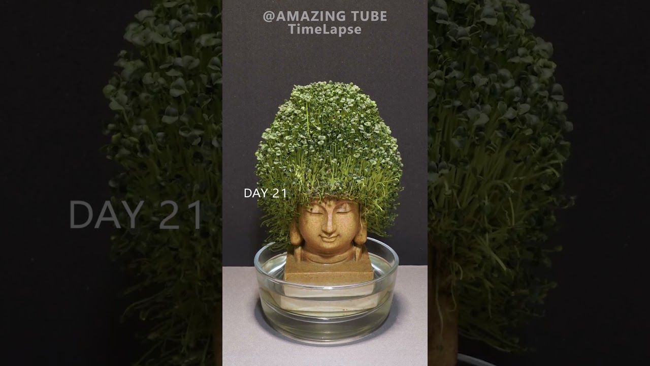 Growing chia seeds with buddha statue timelapse #garden #amazingtimelapse #gardening