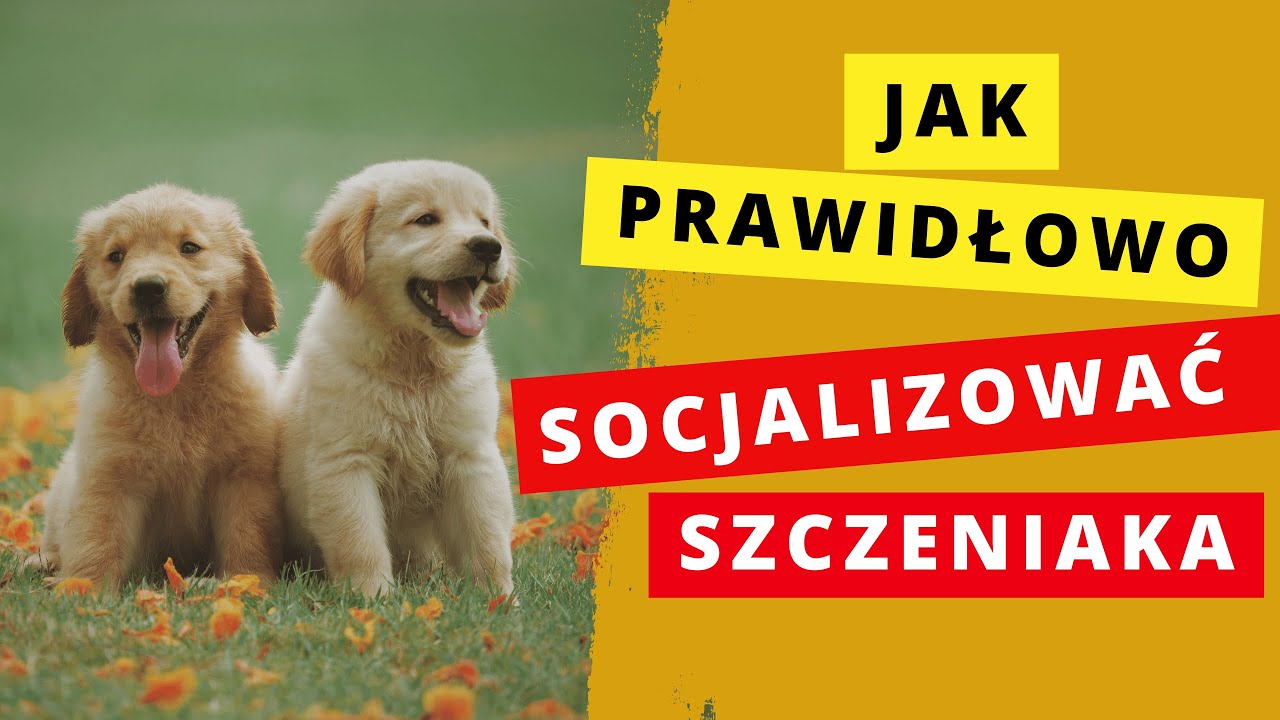 Dowiedz się jak prawidłowo socjalizować szczeniaka🐕