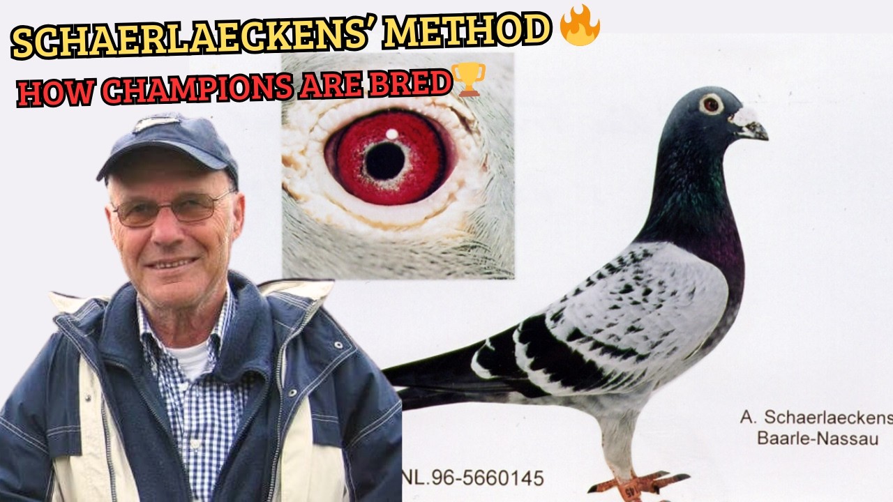 Ad Schaerlaeckens: How He Bred His Champion Racing Pigeons 🕊️🏆