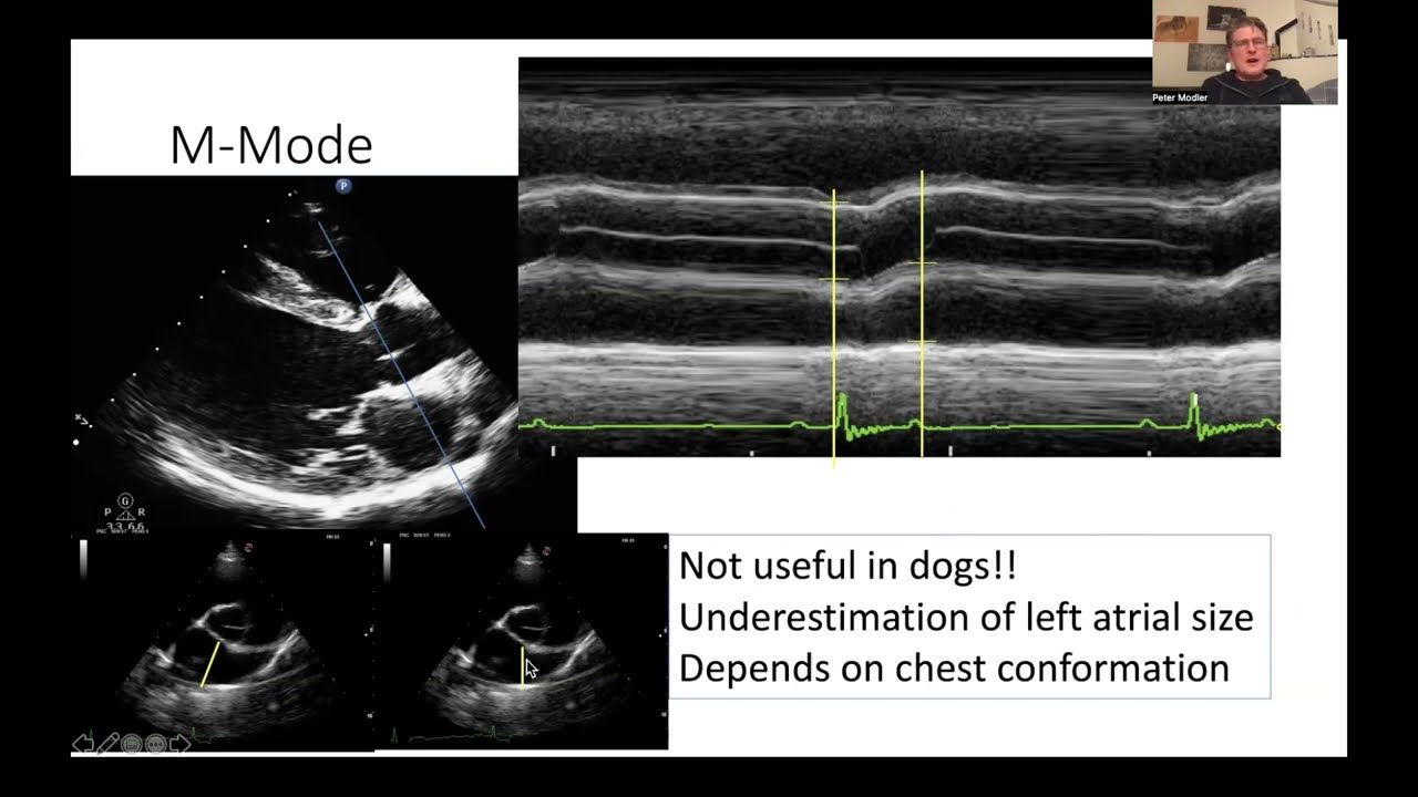 2 - Dimensional Left Atrial Measurements in Dogs [5 Sono-Minutes with SonoPath Ep.7.2]