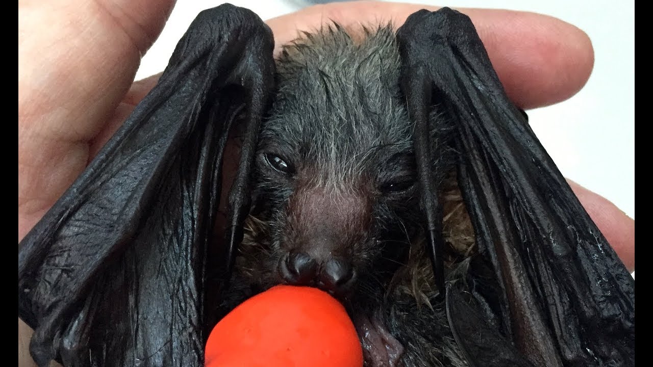 Baby bat rescued from power lines: this is Fidget