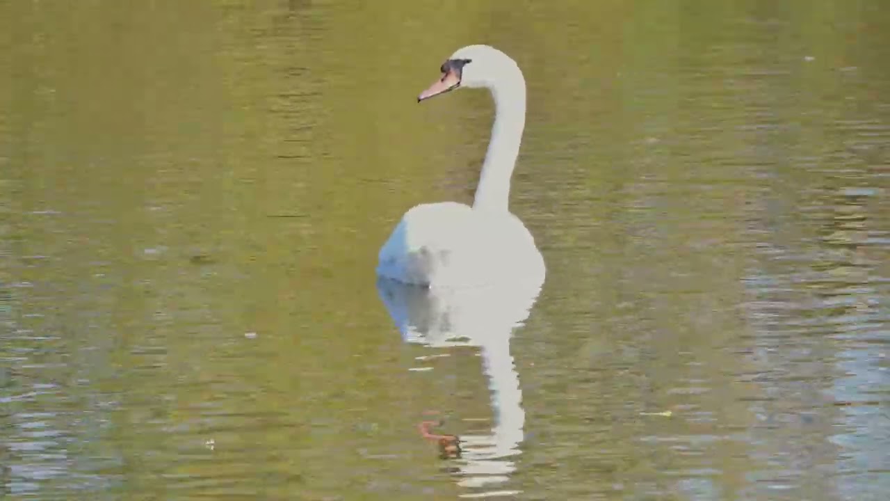 Лебедь.Лысухи и...плавучий остров