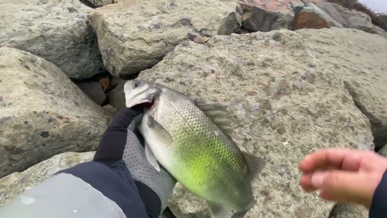 Sabah suyu tekrar sahalardayız..Levrek Avı..#levrek#fishing #atçekbalıkavı #trofe#fish #olta 