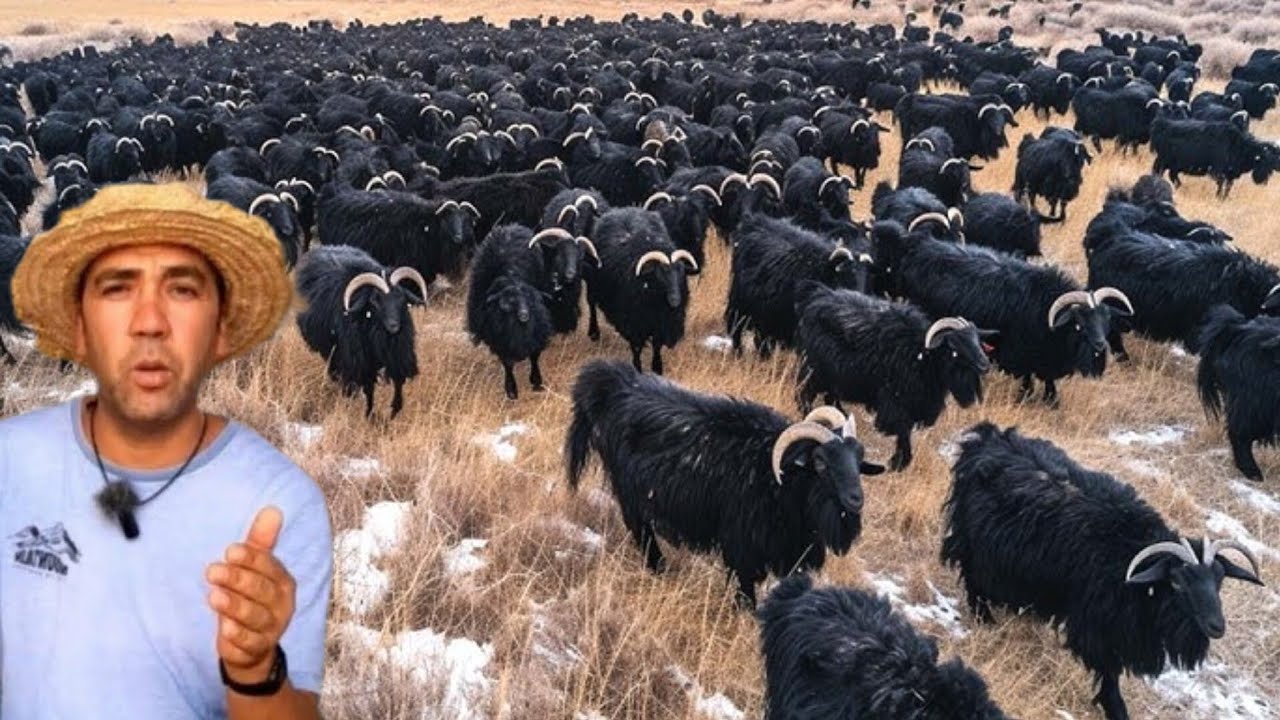 تربية الماعز في اسبانيا