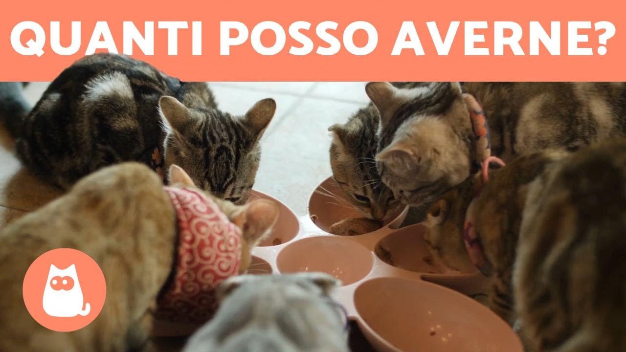 Quanti GATTI si possono avere in CASA? 🐱🏠