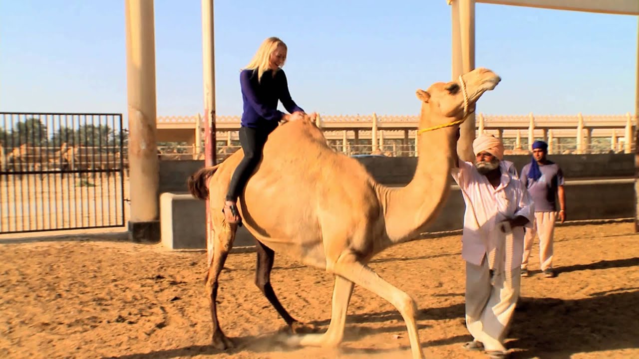 The Royal Camel Farm