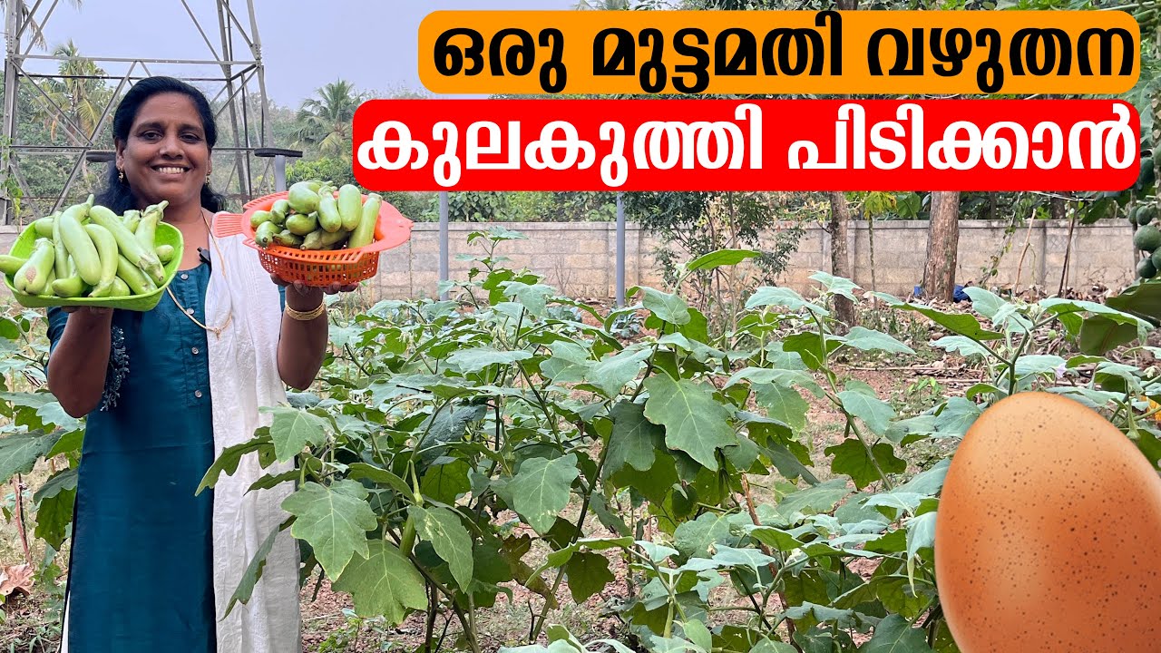 ഒരു മുട്ടമതി വഴുതന കുലകുത്തി പിടിക്കാൻ | Mini's Lifestyle